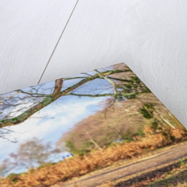 Horse in forest by Assaf Frank